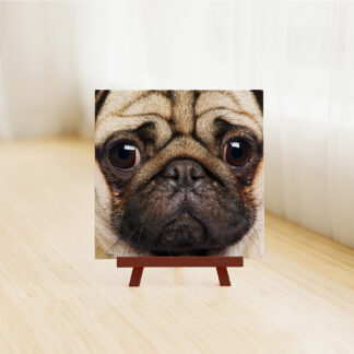 A pug dog is sitting on a Forever Blue puzzle in front of a window.